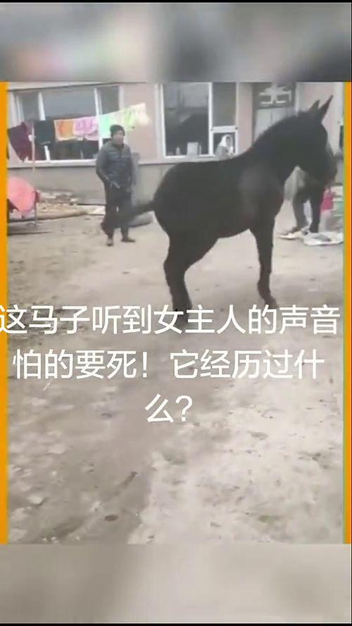 马配种的小视频,见证爱情与生命的交融