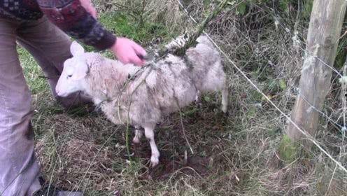 羊叫视频,探寻乡村牧歌中的和谐旋律