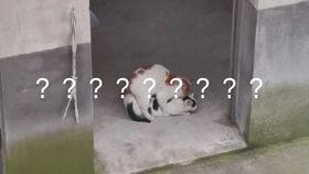 男女啪啪全过程视频