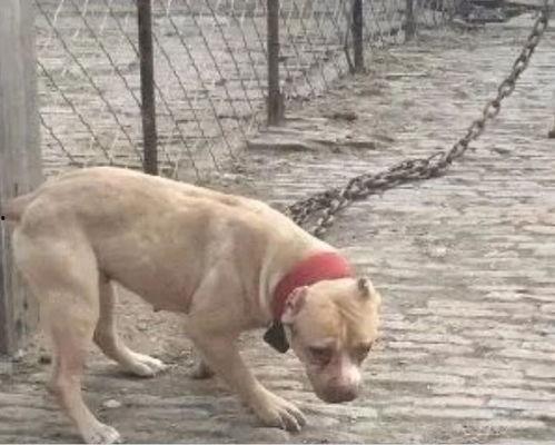 比特爆发力训练视频